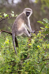 Vervet Monkey