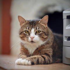 Portrait of a striped cat