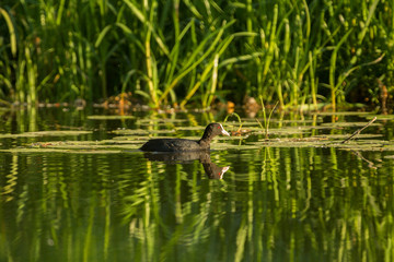 Coot with reflection in water