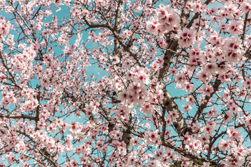 Fototapety  Almond trees in bloom in Spain