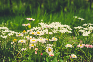 Английский сад весной. Живописные белые и розовые маргаритки © Maryna Konoplytska