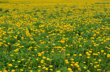 Field of blooming yellow dandelions isolated close up, spring landscape, nature 