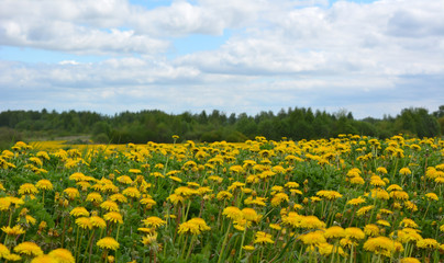 Field of yellow dandelions against the blue sky with white clouds, beautiful horizontal, spring rural landscape 