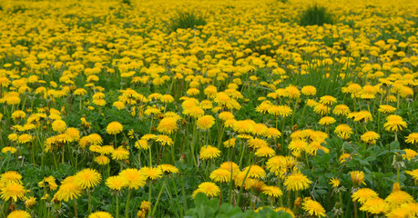 Field of blooming yellow dandelions isolated closeup,panorama
, spring landscape, nature