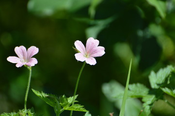 Fototapeta premium géranium des bois