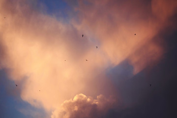 Birds in space sky. 