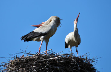 Pair of storks in a nest on a background of blue sky