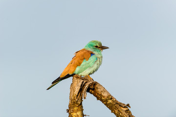 European Roller