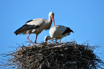Pair of storks in a nest on a background of blue sky