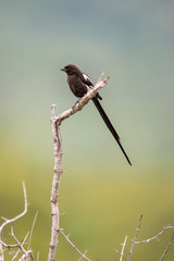 Magpie Shrike