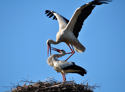 Pair of storks in a nest on a background of blue sky