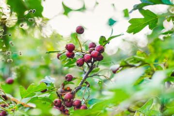 red fruits of hawthorn with green leaves