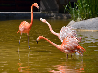 Three Carribean flamingos (Phoenicopterus ruber) in water and squabbling