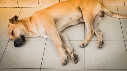 One lonely young stray dog sleeping on the street floor near the wall with copy space. Asia homeless stray dog concept with sun effect.