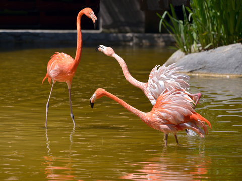 Fototapeta Three Carribean flamingos (Phoenicopterus ruber) in water and squabbling