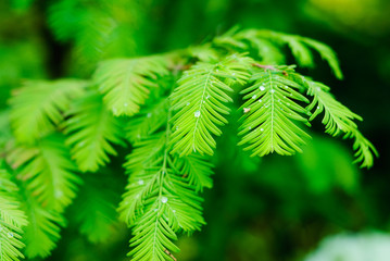 green pine branch in the forest