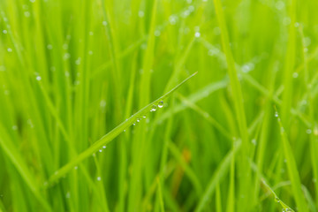 dew drop on green rice - closeup