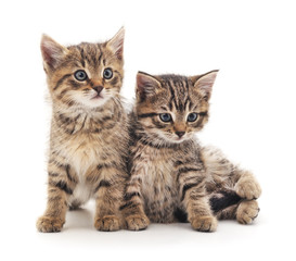 Fototapeta na wymiar Two little kittens.