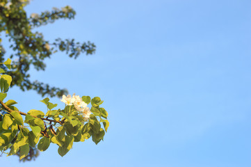 Fototapeta premium Blossoming branches of a tree on the sky background