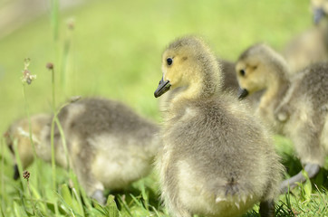 frisch geschlüpfte Gänse, Tierkinder