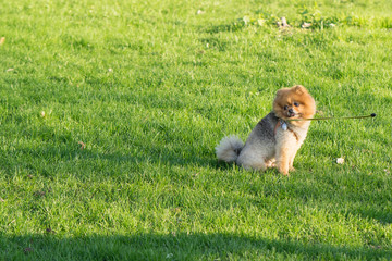 Small Pomeranian Spitz on a walk. Dog outdoor. Beautiful dog