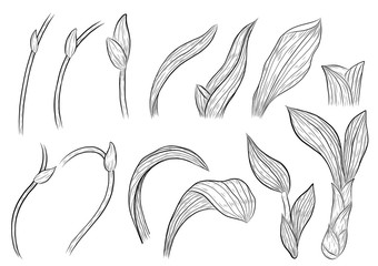 Paphiopedilum  orchids leaves by hand drawing.Orchids leaves vector on white background.