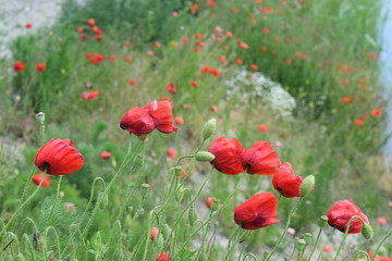 poppy