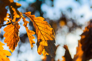 Naklejka na ściany i meble oak leaves on the branch in the autumn