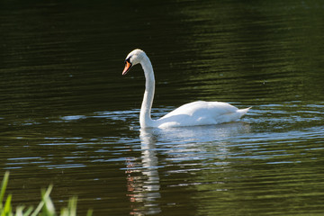 Swan on the lake in summer sun