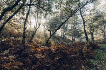 fog in the forest with sunbeams trough branches in autumn	