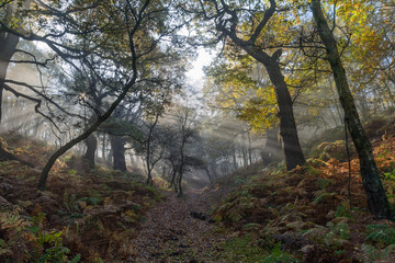 fog in the forest with sunbeams trough branches in autumn	