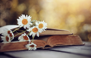 Bouquet of camomiles rested on an old open book.