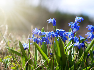 siberian squill (scilla siberica) flowers in early spring under sunlight - obrazy, fototapety, plakaty