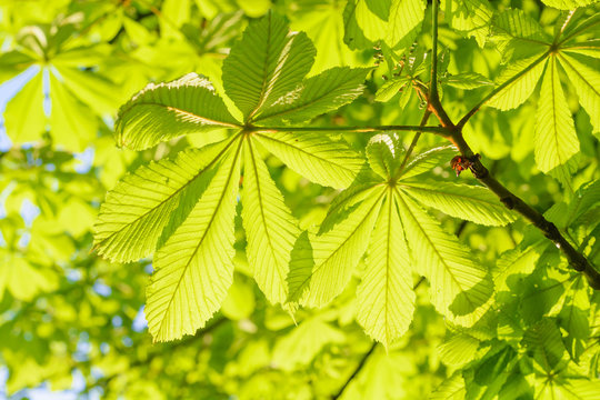 Fresh green spring leaves on a tree