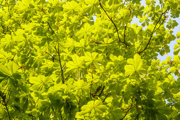 Fresh green spring leaves on a tree