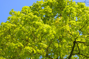 Fresh green spring leaves on a tree