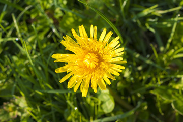 Detail of blooming yellow dandelions on grass at sunrise