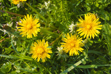 Detail of blooming yellow dandelions on grass at sunrise