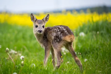 Door stickers Roe Young wild roe deer in grass, Capreolus capreolus. New born roe deer, wild spring nature.