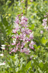 Fraxinella. Dictamnus caucasicus. Dangerous plants. Touching produces burns