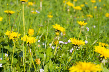 Detail of blooming yellow dandelions on grass at sunrise