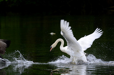 Naklejka premium Schwan verteidigt sein Nest