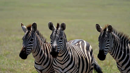 Zebra Brothers Posing in Ngorongoro Crater, Tanzania
