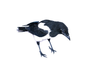 Young magpie chick