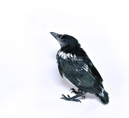 Young magpie chick isolated on white background