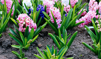 Fototapeta premium Pink and white hyacinth flowers