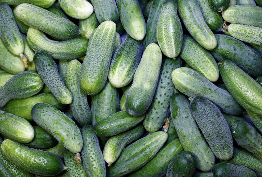 Fresh green cucumbers