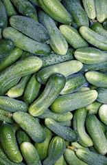 Fresh green cucumbers