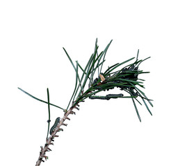 Caterpillars infest on pine branch pests