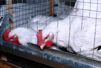 Broiler chickens eating combined feed in the cage © kingan